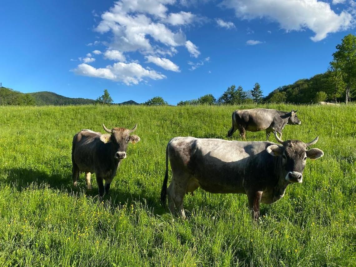 AZIENDA AGRICOLA ALPE DI MEGNA