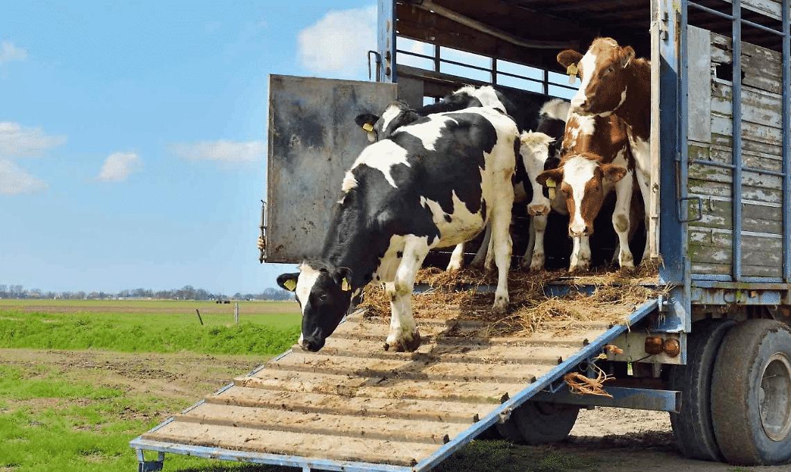 Decreto Ministeriale sulla formazione degli operatori e dei professionisti degli animali