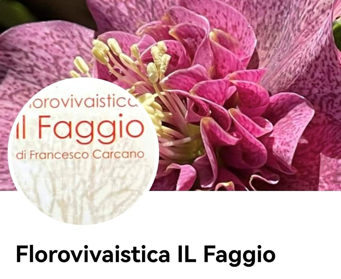 FLOROVIVAISTICA IL FAGGIO