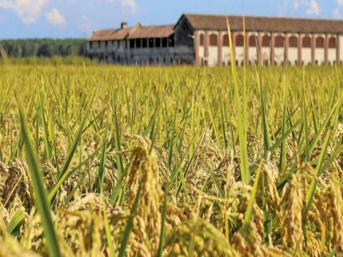 Intervento SRD01 – Investimenti produttivi agricoli per la competitività delle aziende agricole