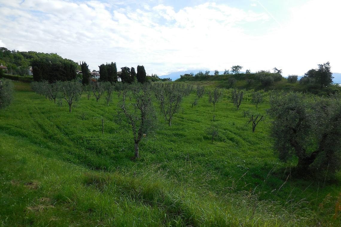 Misure fitosanitarie per la combustione del materiale risultante dalle potature al fine di tutelare l&rsquo;areale olivicolo lombardo 