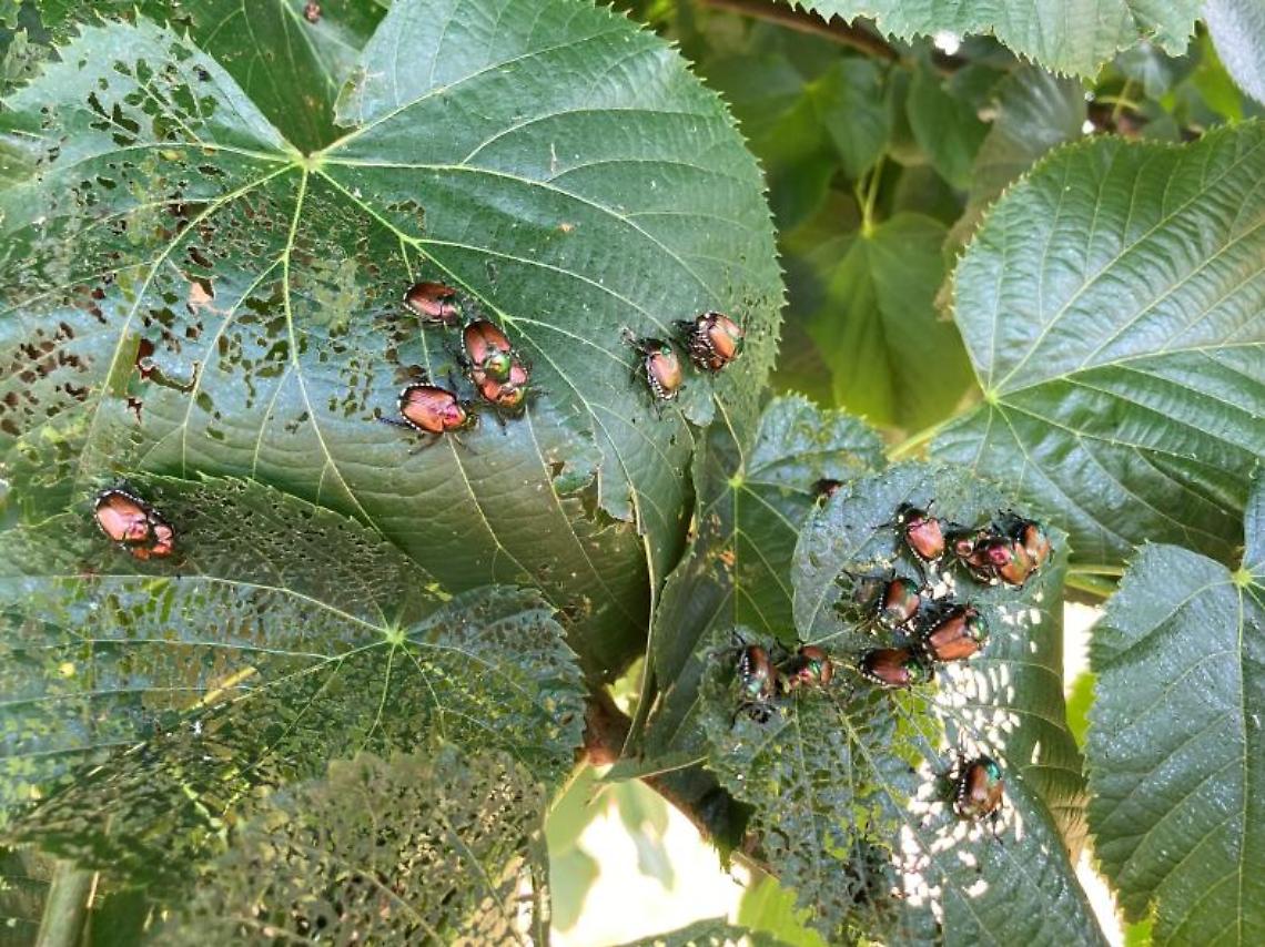 BANDO SRD06: Investimenti per il ripristino e la prevenzione del potenziale produttivo agricolo