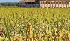 Intervento SRD01 &ndash; Investimenti produttivi agricoli per la competitivit&agrave; delle aziende agricole