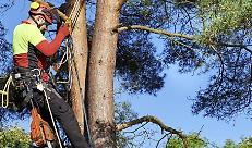 alberi e funi
