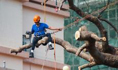 lavori su alberi con funi.