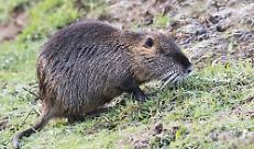 Contenimento nutrie, da Regione Lombardia 225.000 euro per Mantova, Pavia e Brescia