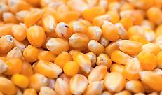 Granella di mais