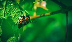 Bando SRD06: investimenti per la prevenzione del rischio fitosanitario e l&rsquo;adattamento ai cambiamenti climatici