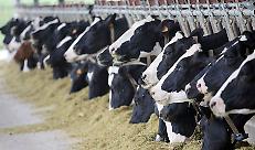 Il prezzo del latte &egrave; crollato