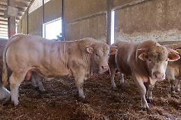 Carne bovina: focus in Confagricoltura Mantova il prossimo 2 dicembre