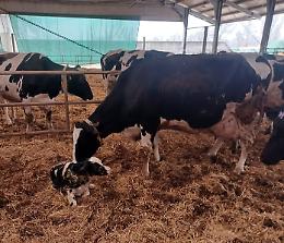 Benessere animale, parte la certificazione SQNBA, le prime indicazioni per aderire