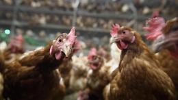 Influenza aviaria: varate misure straordinarie per prevenire il contagio