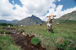 Ersaf e Regione Lombardia presentano l'attivit&agrave; "Living Lab" sul benessere animale 2026