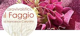 FLOROVIVAISTICA IL FAGGIO
