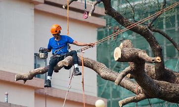 lavori su alberi con funi.