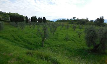 Misure fitosanitarie per la combustione del materiale risultante dalle potature al fine di tutelare l&rsquo;areale olivicolo lombardo