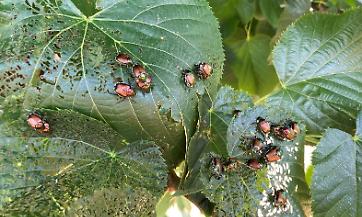 BANDO SRD06: Investimenti per il ripristino e la prevenzione del potenziale produttivo agricolo