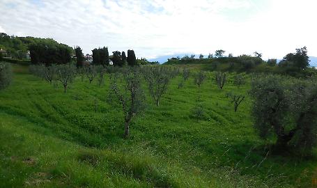 Misure fitosanitarie per la combustione del materiale risultante dalle potature al fine di tutelare l&rsquo;areale olivicolo lombardo