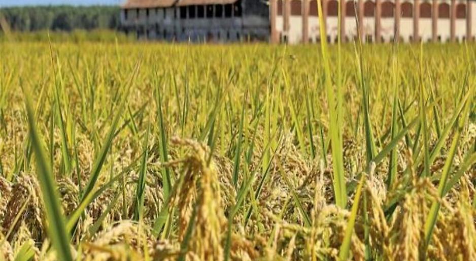 Intervento SRD01 – Investimenti produttivi agricoli per la competitività delle aziende agricole